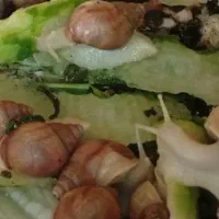 حلزون آلبینو