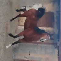 نریون ترکی بسیارپرخون