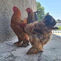 یه جفت برهما بوف درجه یک