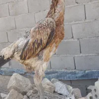 مرغ لاری