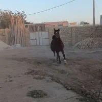 فروش اسب عرب دره شوری