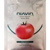 بذر هیبرید گوجه فرنگی رقم پربار ۸۰۲۰،مشابه رقم۸۳۲۰