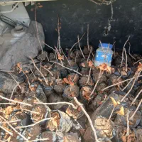 نهال پسته یک ساله