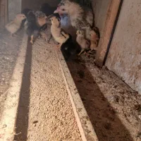 مرغ جوجه محلی
