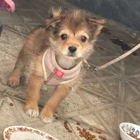 سگ خونگی معاوضه باطوطی