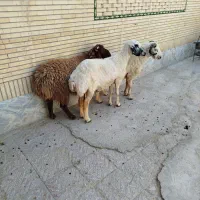 گوسفد