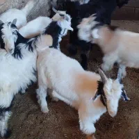 60راس کهره نر