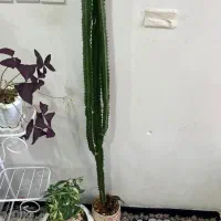 کاکتوس ۳متزی
