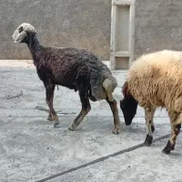 دوتا نر بره آماده پلوار