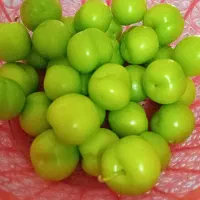 گوجه سبزاسفهلان