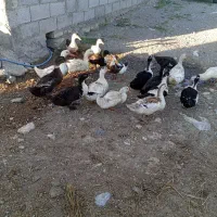 فروش اردک(پرورش روستایی و خانگی)