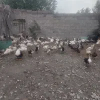 واگذاری اردک