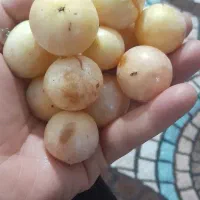 سپستون