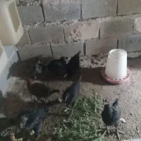 مرغ و خروس محلی