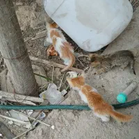 گربه|گربه|اهواز, پادادشهر|دیوار