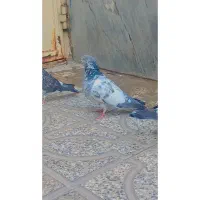 کبوتر نر ماده
