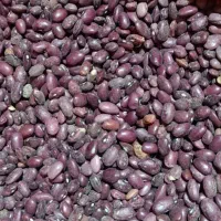 لوبیا قرمز