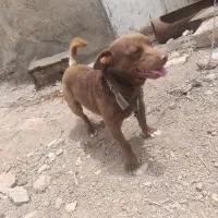 سگ پاکوتاه سه ساله