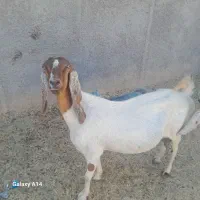 بز پاکستانی