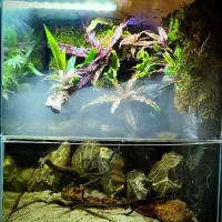 هدیه خاص یلدا . تراریوم . پالاداریوم