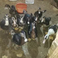 اردک اسرائیلی