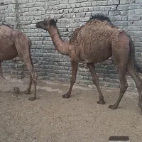 شتر|حیوانات مزرعه|قم, نوقطار|دیوار