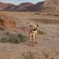 سگ کردی