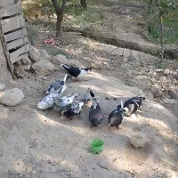 کبوتر