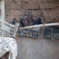 کفتر
