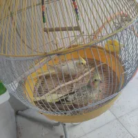 عروس هلندی