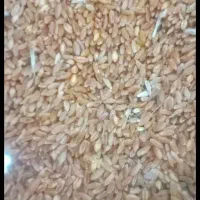گندم درجه یک معاوضه گوسفندیابره