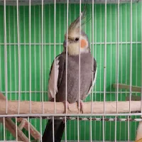 عروس هلندی نر بالغ