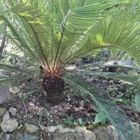 سیکاس مادر
