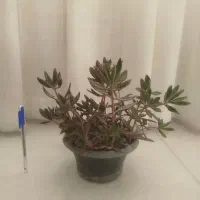 گل اشک