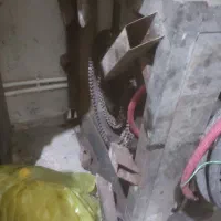 پلوپز  سه شعله مشعل دار