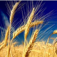 گندم هرمنی 300تومان
