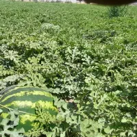 هندوانه درشت بار
