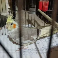 عروس هلندی گلباقالی ۴ماهه نر