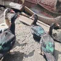 اردک خارجی