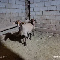 گوسفند چاق وپرواری