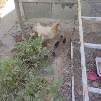 مرغ و جوجه