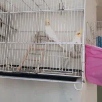 عروس هلندی کارخانه جوجه کشی دستی و سخنگو