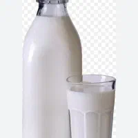 شیرگاو