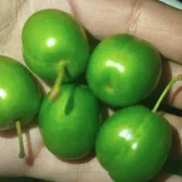 آلوچه و گوجه سبز