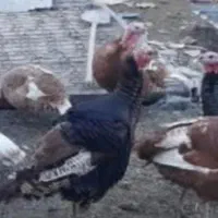 دو عدد بقلمون نره سیاه محلی