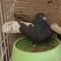 کفتر اصفهانی تخت دمسفید