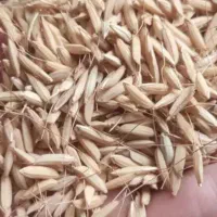 تخم جو هاشمی اعلا