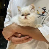 پرشین بریتیش ردپوینت گربه