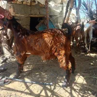 کهر نر چپش