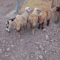 میش